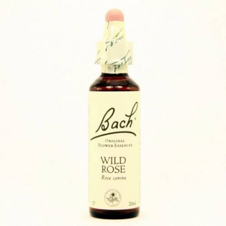 BACH Nº 37 WILD ROSE / ROSA SILVESTRE